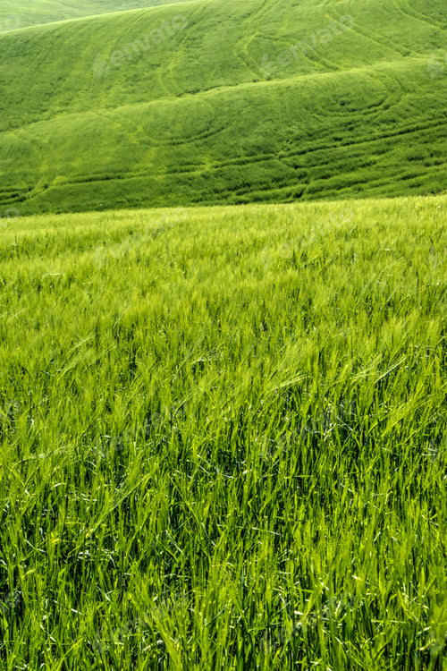 Preview: Open Countryside View Of Green Young Wheat Ripening