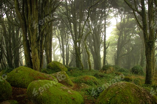 Preview: Beautiful Old Forest In Fog