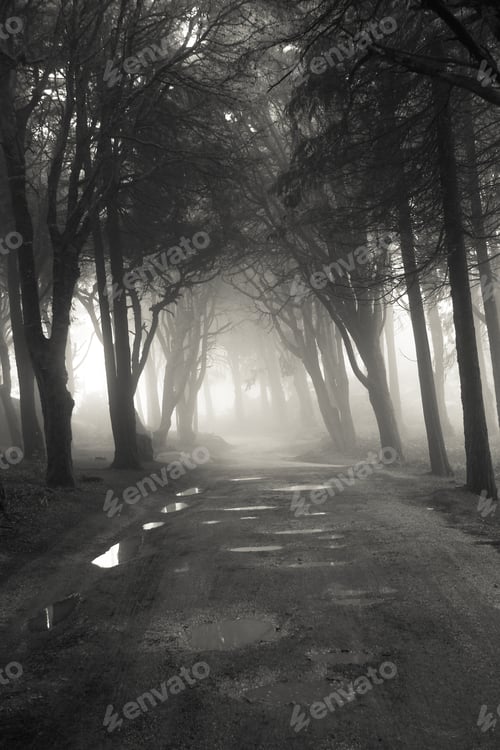 Preview: Path In A Forest Covered With Mist. Arched Tree Branches