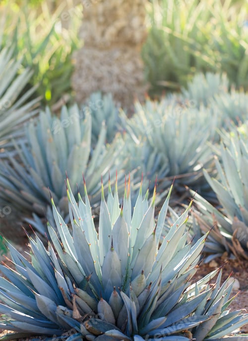 Preview: Agave Plants, Palms And Succulents In The Tropical Garden Design.