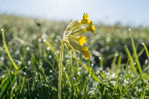 Preview: Cowslip In Wet Grass