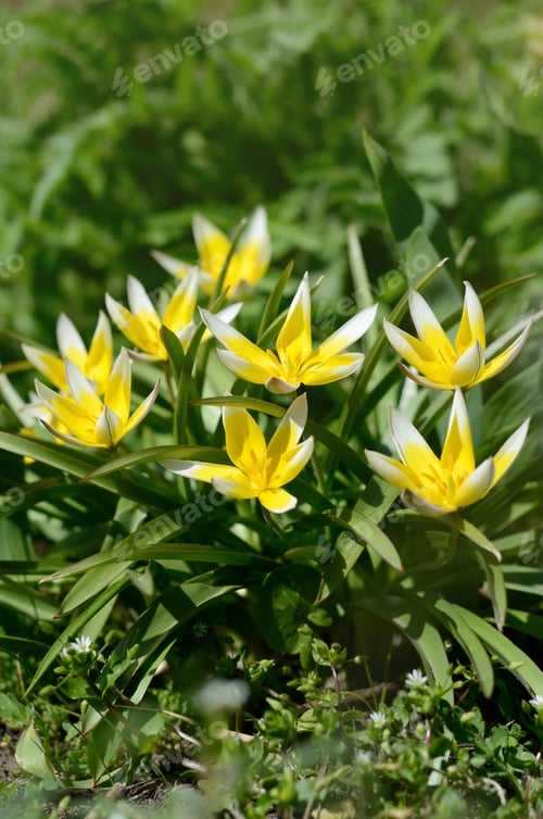 Preview: Wild Yellow Tulips Growing In The Spring Garden. Spring Seasonal Background