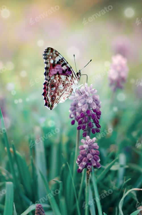 Preview: Beautiful Card With Butterfly On Muscari Flower, Hyacinth Family. Spring Floral Creative Toned