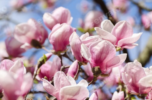Preview: Beautiful Pink Magnolia Blossoms Blooming in Springtime