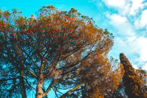Preview: Pine Tree At Italy With Fluffy Clouds