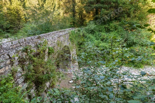 Preview: In The Woods Of Illegio. Carnia, Friuli