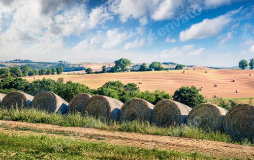 Preview: Beautiful Spring View Of Wheat Harvest In Tuscany. Sunny Summer Scene Of Italian Countryside
