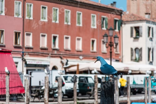Preview: Reflections Along The Canals Of Chioggia, Venice And Its Lagoon.