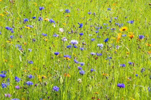 Preview: Cornflower Meadow In Flower