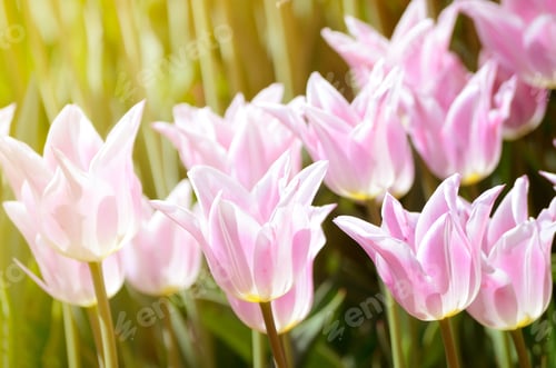Preview: Colorful Sunny Field Of Plenty Tulips. Springtime Seasonal Floral Background.