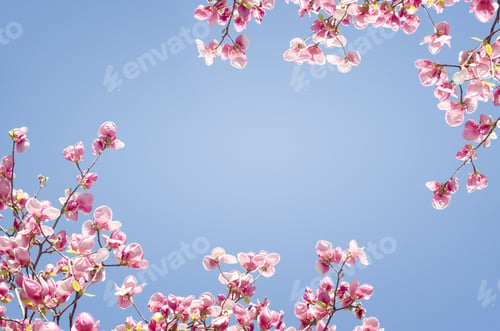 Preview: Beautiful Floral Background With Magnolia Tree Blooming Against The Blue Sky.