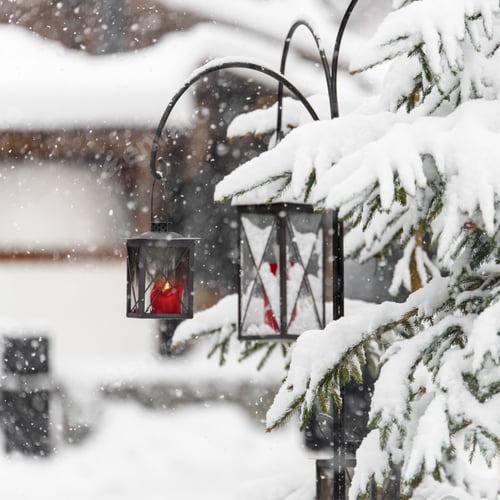 Preview: In The Brunico Woods Under The Snow