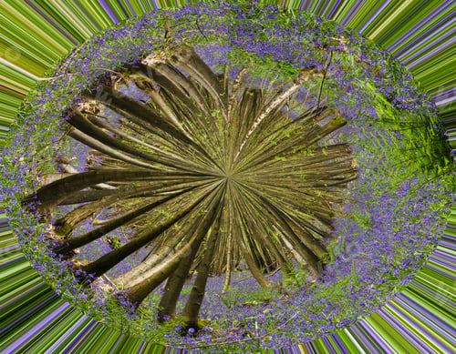 Preview: Bluebell Wood Abstract