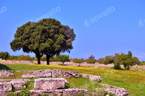 Preview: Paestum Capaccio Italy The Ancient Ruins Of Remains Of Religious Buildings Of The Ancient Greek