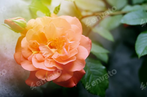 Preview: Beige Rose In A Garden Against Grey Stone Wall