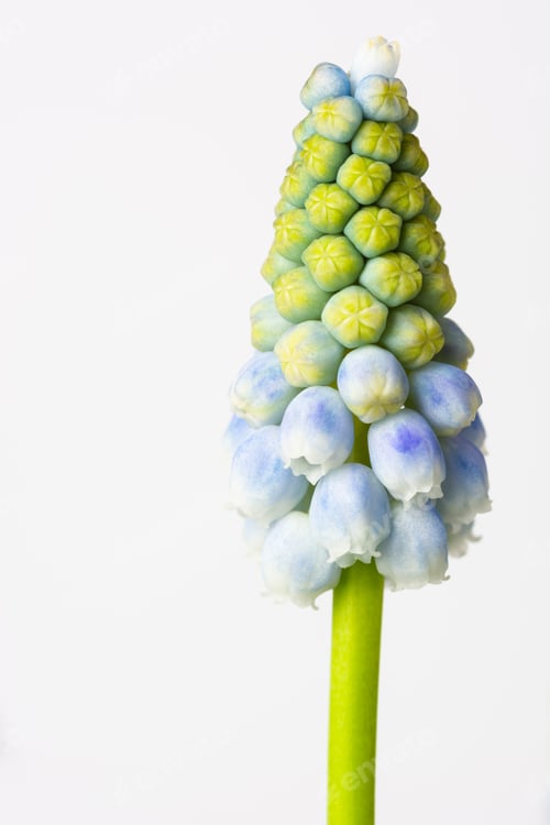 Preview: Grape Hyacinth, Muscari 'Peppermint' Close Up