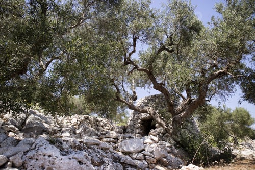 Preview: The Pajare, Typical Stone Building For Animal Shelter, In Salento Puglia Italy
