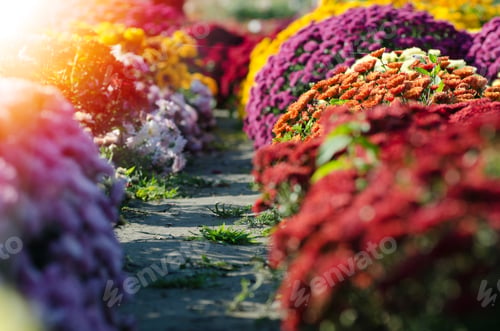Preview: Red Chrysanthemum. Beautiful Autumn Flower In A Garden Decor. Floral Background For Your Design.