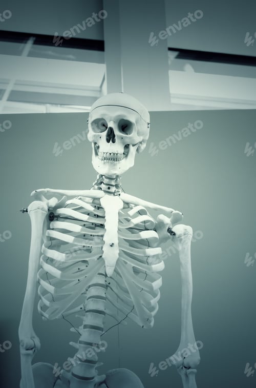 Preview: Human Skull Head In Laboratory, Experiment And Science