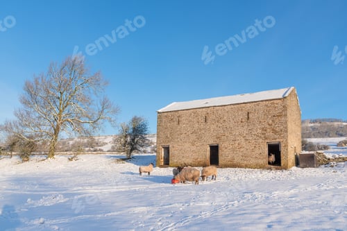 Preview: Sheep, Barn And Blue Sky In The Snow