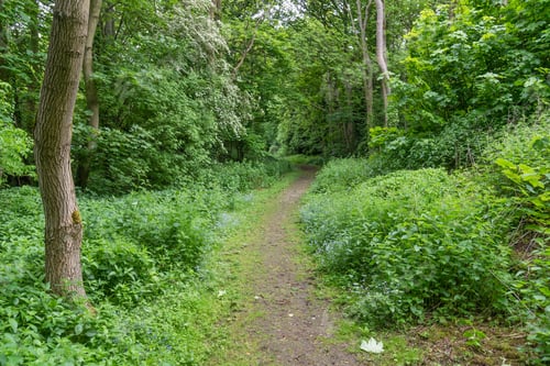 Preview: Path Through Green Summer Woodland