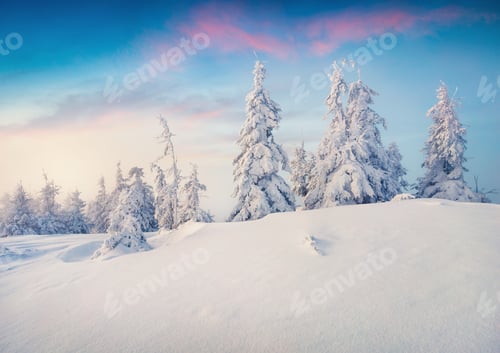 Preview: Fantastic Winter Sunrise In Mountain Forest With Snow Covered Fir Trees. Colorful Outdoor Scene