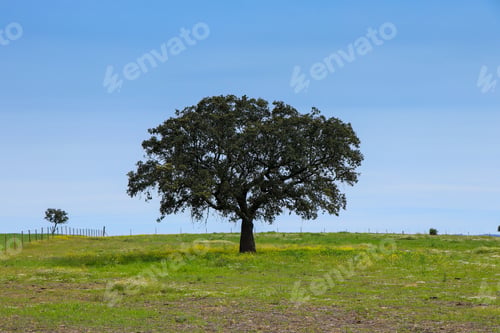 Preview: Beautiful Cork Oak In A Green Farming Field With Blue Sky In Background. Alentejo, Portugal