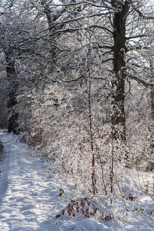 Preview: Frozen Water Droplets On The Trees