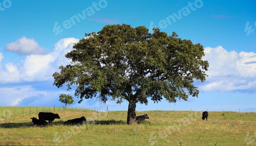 Preview: Cork Oak Tree In A Field With Cows And A Blue Sky In Background. Alentejo, Portugal