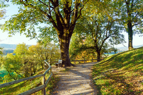 Preview: Picturesque Autumn Landscape With Bench And Oak In The Background Of The Alpine Hills, Gruyeres