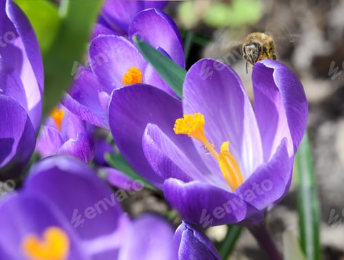 Preview: Honey Bee On A Beautiful First Spring Flowers Crocuses Bloom Under Bright Sunlight.