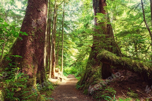 Preview: Rain Forest In Vancouver Island, British Columbia, Canada