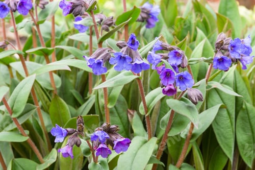 Preview: Lungwort Or Pulmonaria Angustifolia 'Blue Ensign'