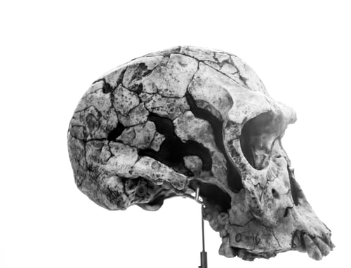 Preview: Human Skull Head In Laboratory, Experiment And Science