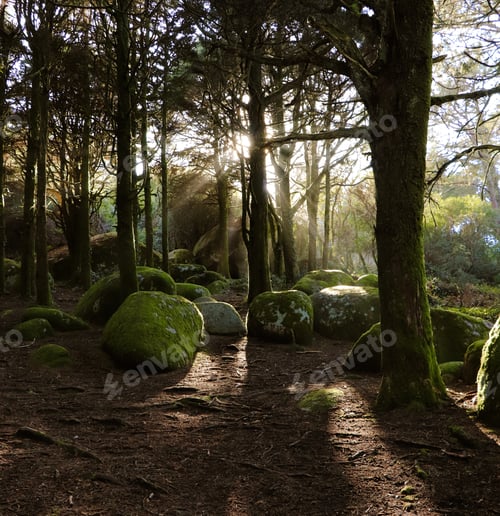 Forest Trees With Sunlight Bursting Through Tree Branches At Sunset In The Woods With Stones