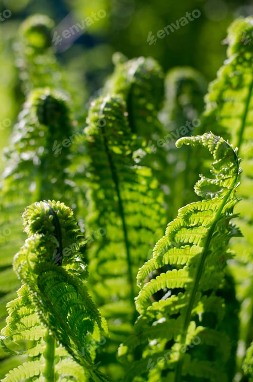 Vista previa: Young Sprouts Of Fern. Summer Green Foliage. Summer Seasonal Background.