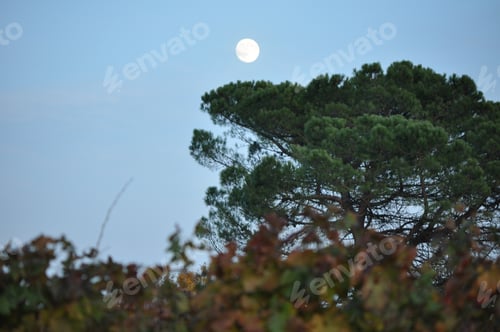 Preview: Autumn Colors Between The Vines And Hills At Dusk