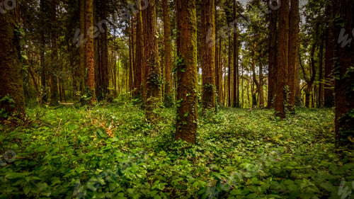 Preview: Mysterious Forest With Old Trees In A Natural Park