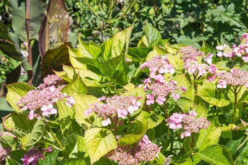 Preview: Pink Hydrangea Flowers