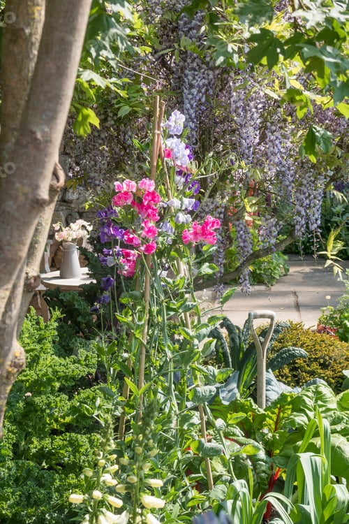 Preview: Sweet Peas Growing In A Garden