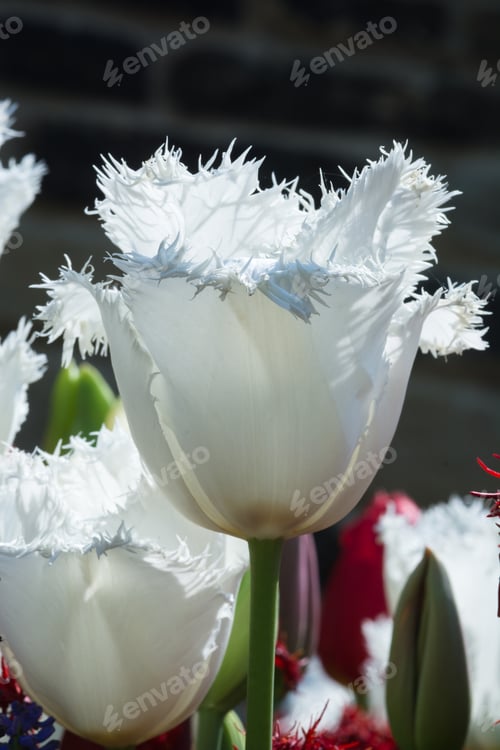 Preview: Tulip 'Honeymoon'