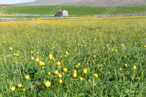 Preview: Yellow Globe Flower Meadow And Barn