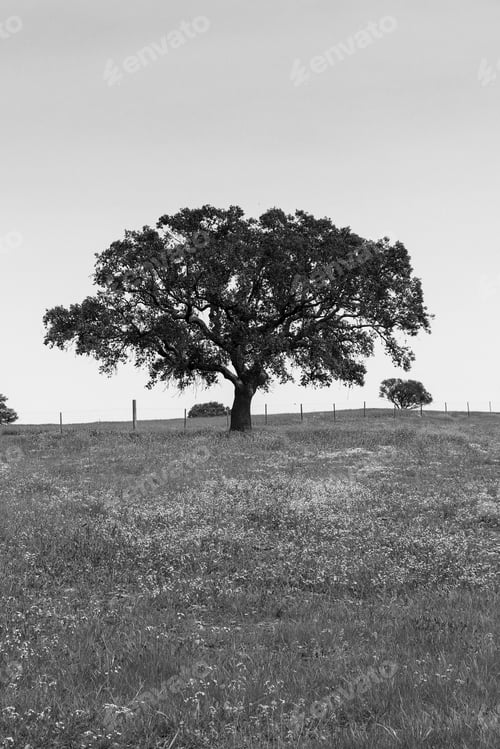 Preview: Beautiful Cork Oak In A Green Farming Field With Blue Sky In Background. Alentejo, Portugal
