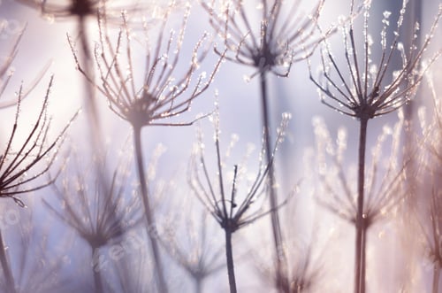 Preview: Beautiful Winter Seasonal Background With Dry Plants Against Sparkling Bokeh Lights