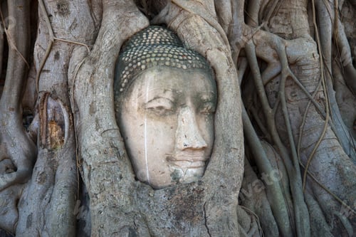 Preview: The Ancient Head Of Buddha Is Ingrown Into The Roots Of A Tree Close Up. Ruins Of The Ancient