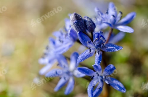 Preview: Beautiful Blue Scilla Siberica Under Bright Spring Sun. First Spring Flowers In The Garden. Magical