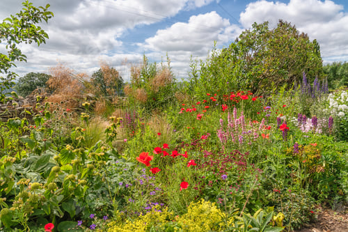 Preview: Flowering Garden Border In Summer