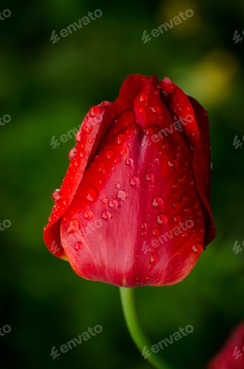 Preview: Bright Red Tulip Flower Under Dew Drops In The Rainy Garden. Floral Theme Background.