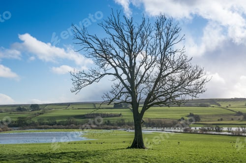 Preview: Lone Tree And River Ure With Burst Banks Near Wensley In The Yorkshire Dales