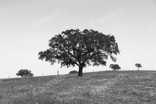 Preview: Beautiful Cork Oak In A Green Farming Field With Blue Sky In Background. Alentejo, Portugal